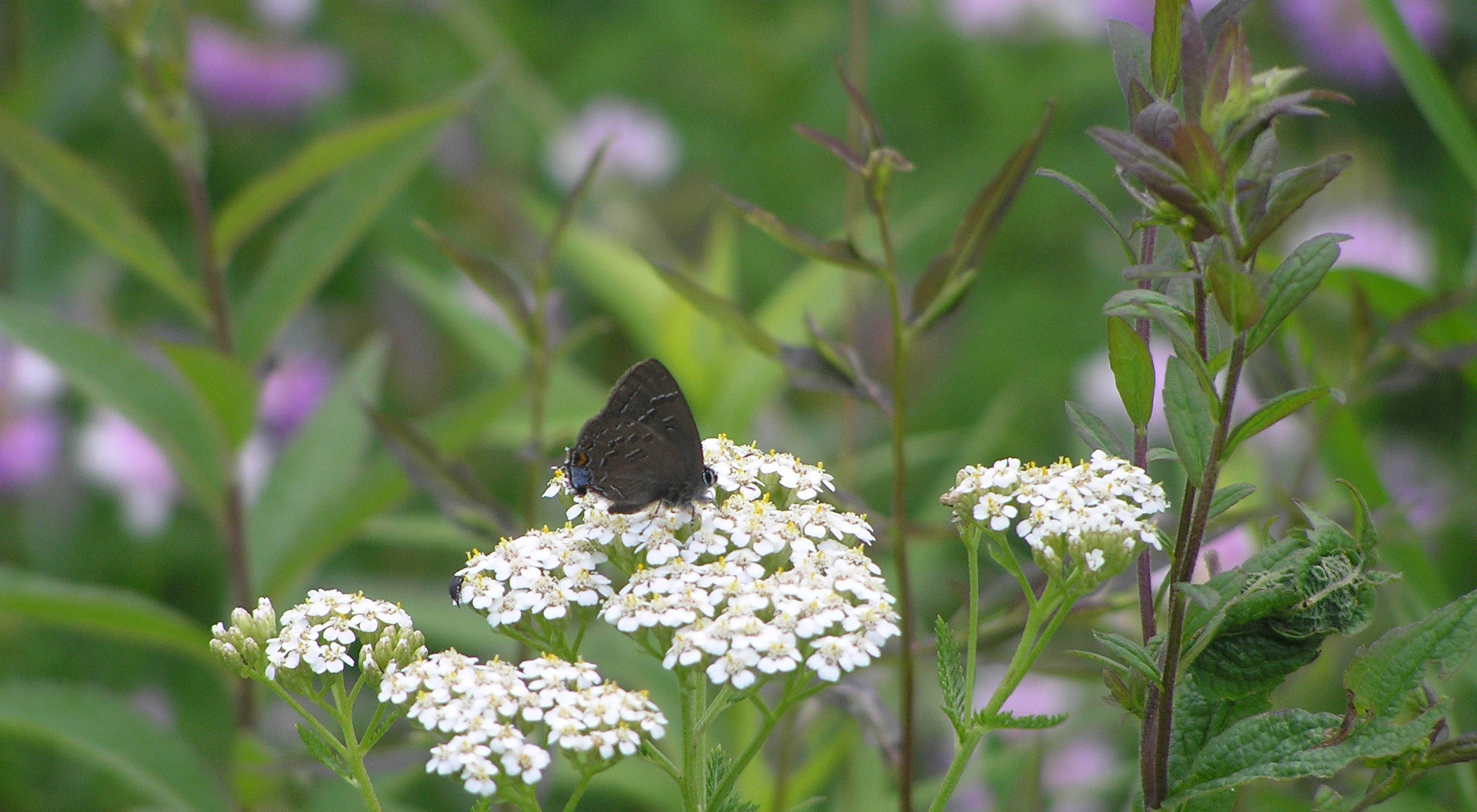 A black butterfly perches on a cluster of white flower blossoms.