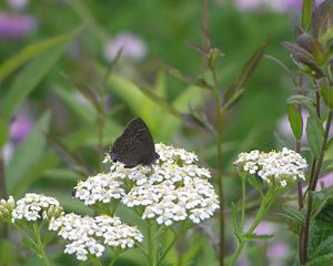 Wildflowers emerge from green grasses.