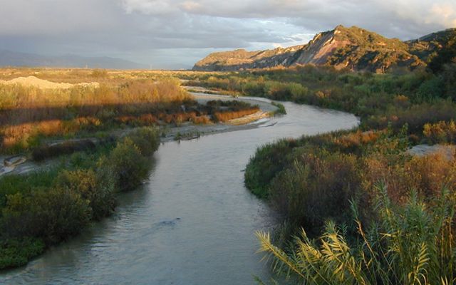 Santa Clara River snaking through vegetation, with exotic species in the foreground.