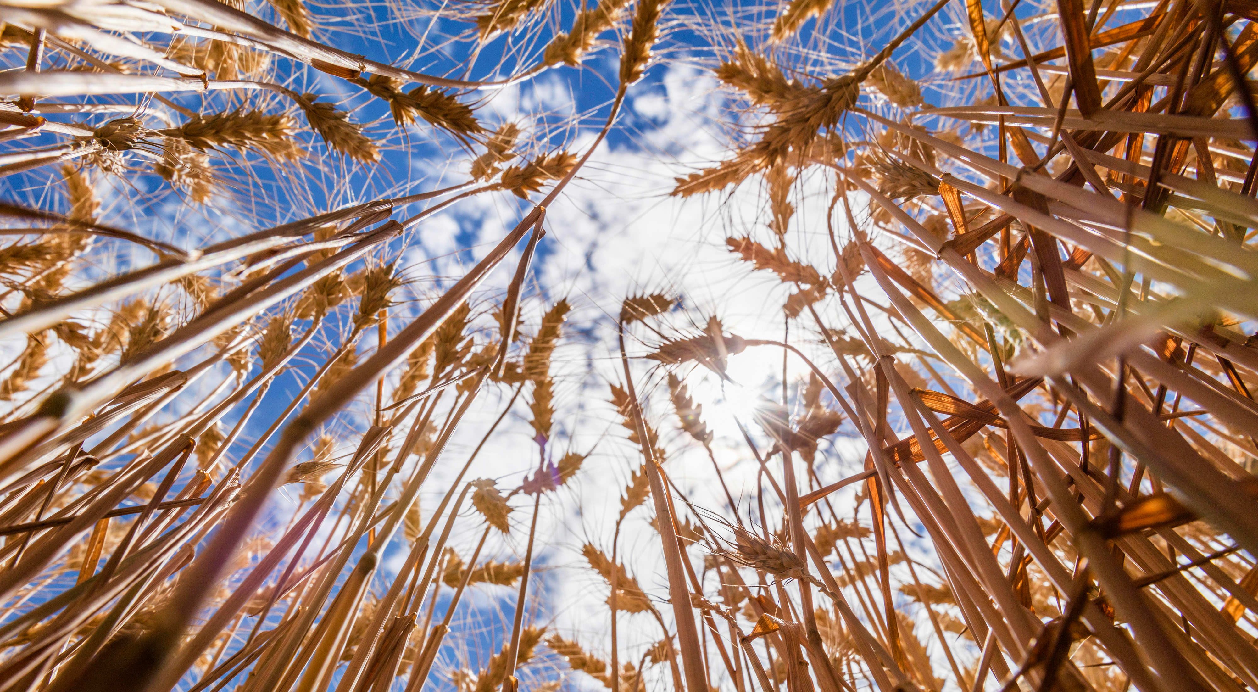 Photo from ground level looking upward at wheat crops and sky.