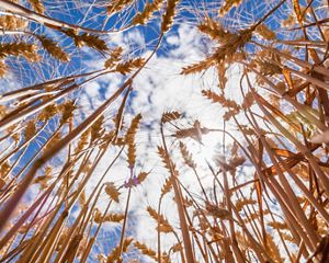 Photo from ground level looking upward at wheat crops and sky.