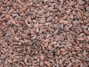  São Félix do Xingu's cocoa beans from a small cacao plantation in which the cacao trees are intermixed with mahogany and other timber species. 