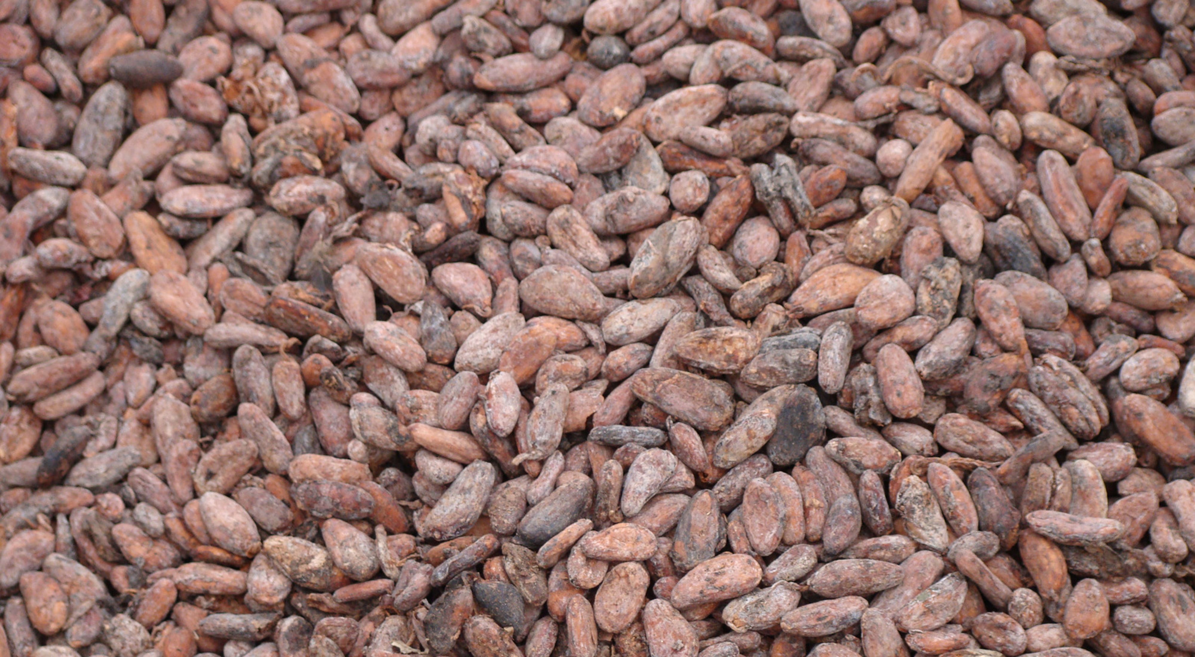  São Félix do Xingu's cocoa beans from a small cacao plantation in which the cacao trees are intermixed with mahogany and other timber species. 