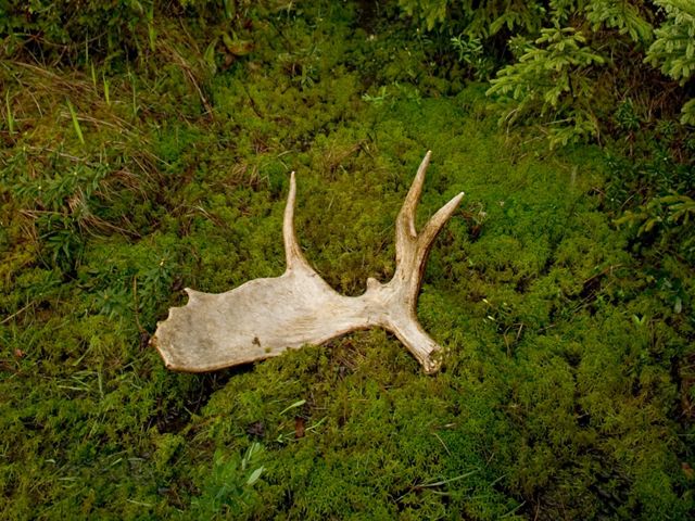 A white moose antler lies on a bed of green moss on the ground.