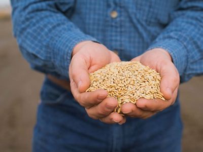 Farmer Doug Thomas holds rice at a storage facility near Olivehurst, California.