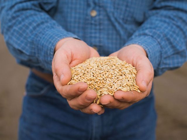 A farmer's hands cupping a pile of rice.