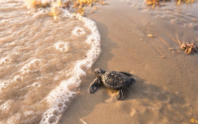 A tiny sea turtle hatchling in the sand as water laps up nearby.