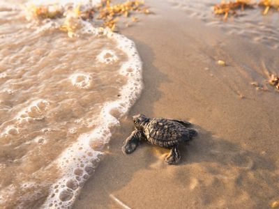 A small turtle crawls along a sandy beach toward the ocean.