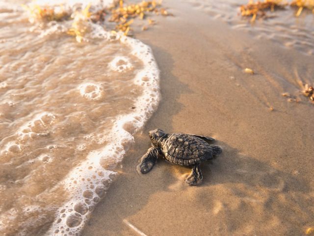 A baby Kemp's ridley sea turtle is released and headed for the ocean. They are the rarest species of sea turtle and listed as critically endangered.