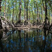 A pristine mangrove forest in the Mergui Archipelago of Myanmar.