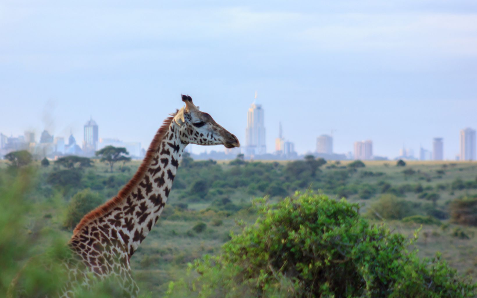 Nairobi, Kenya A Masai giraffe overlooking the Nairobi skyline at the Nairobi National Park, Kenya. © Grace Muhoro/TNC Photo Contest 2018