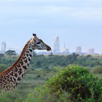 Giraffe neck above tree line in Nairobi