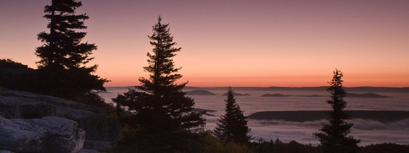 Black silhouettes of pine trees standing in front of an orange and pink sunset.