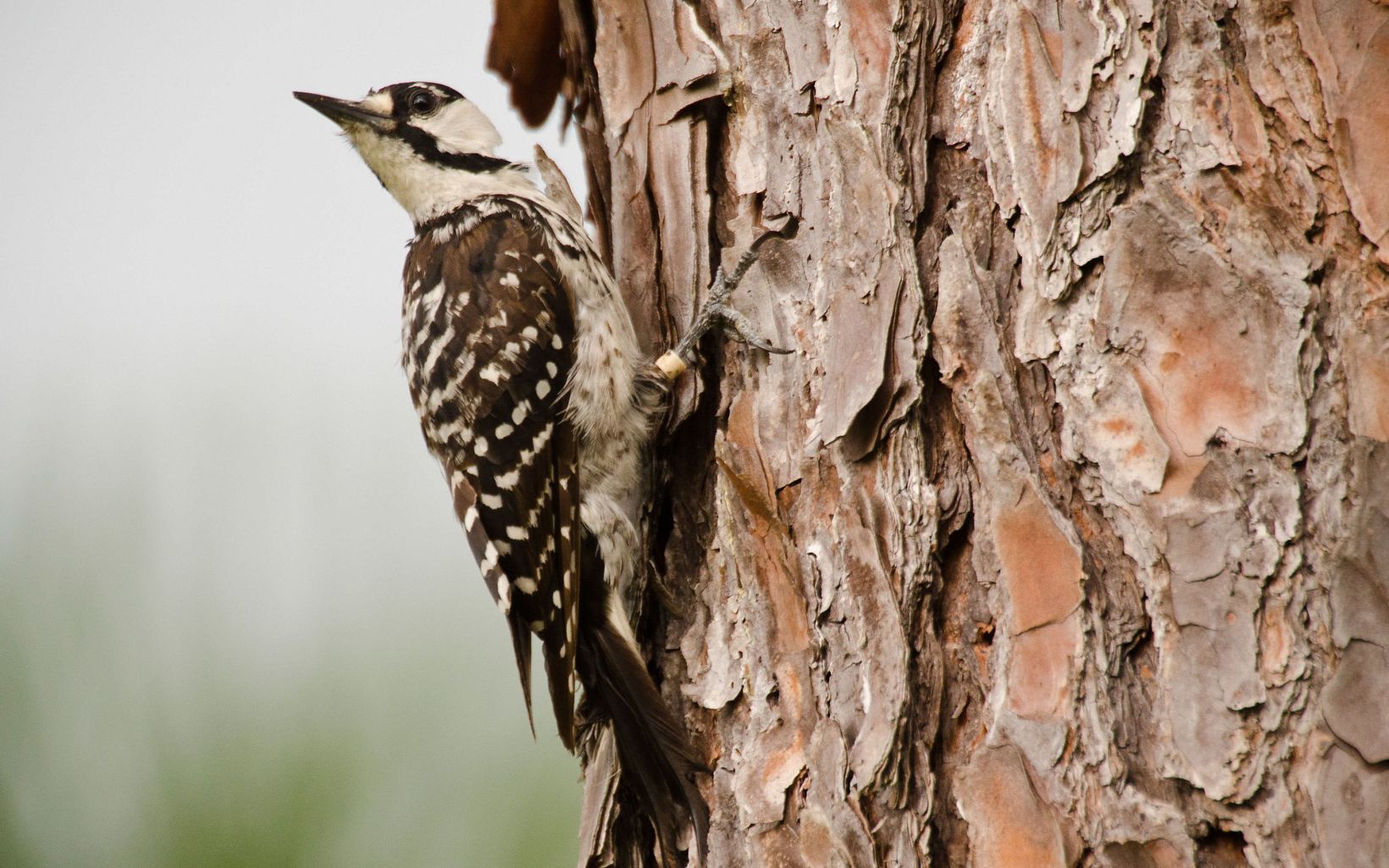 A Red-cockaded Woodpecker (Picoides borealis) at the restored longleaf pine forest in The Nature Conservancy's Disney Wilderness Preserve. 