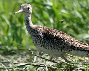Upland Sandpiper in Bluestem Grass.