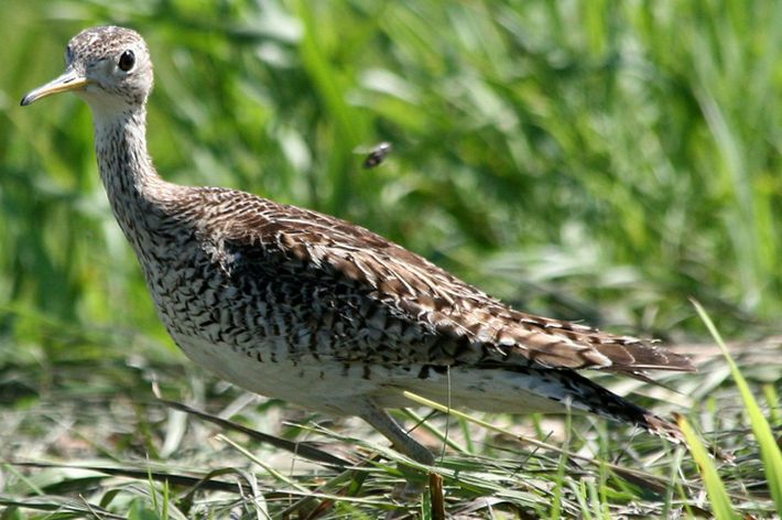 Upland sandpiper in bluestem grass.