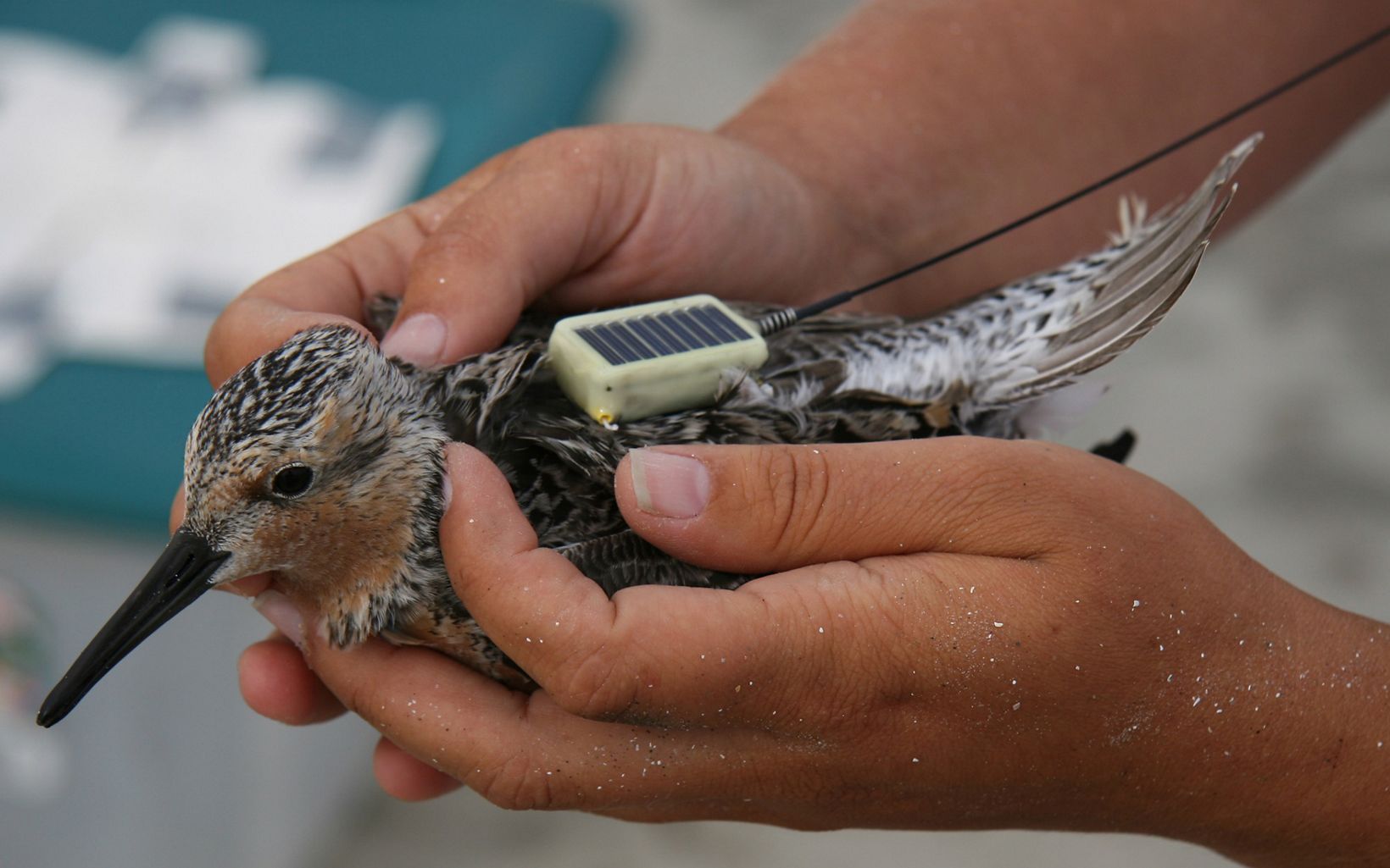 hands holding a black-beaked bird with a tracker