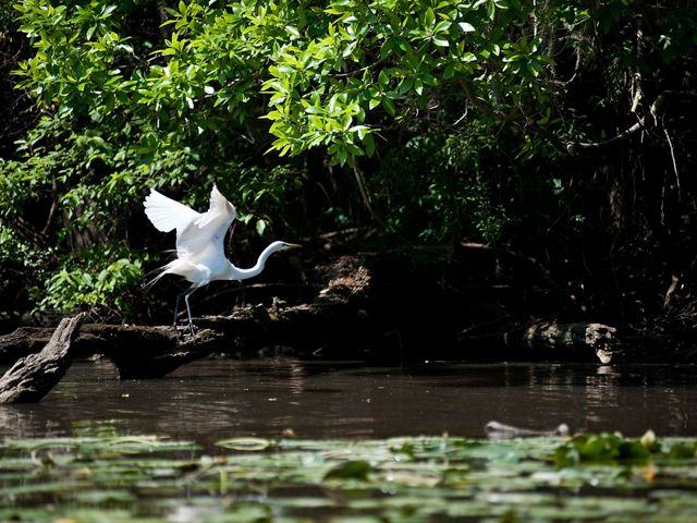 An egret perches on a fallen tree on the Altamaha River.