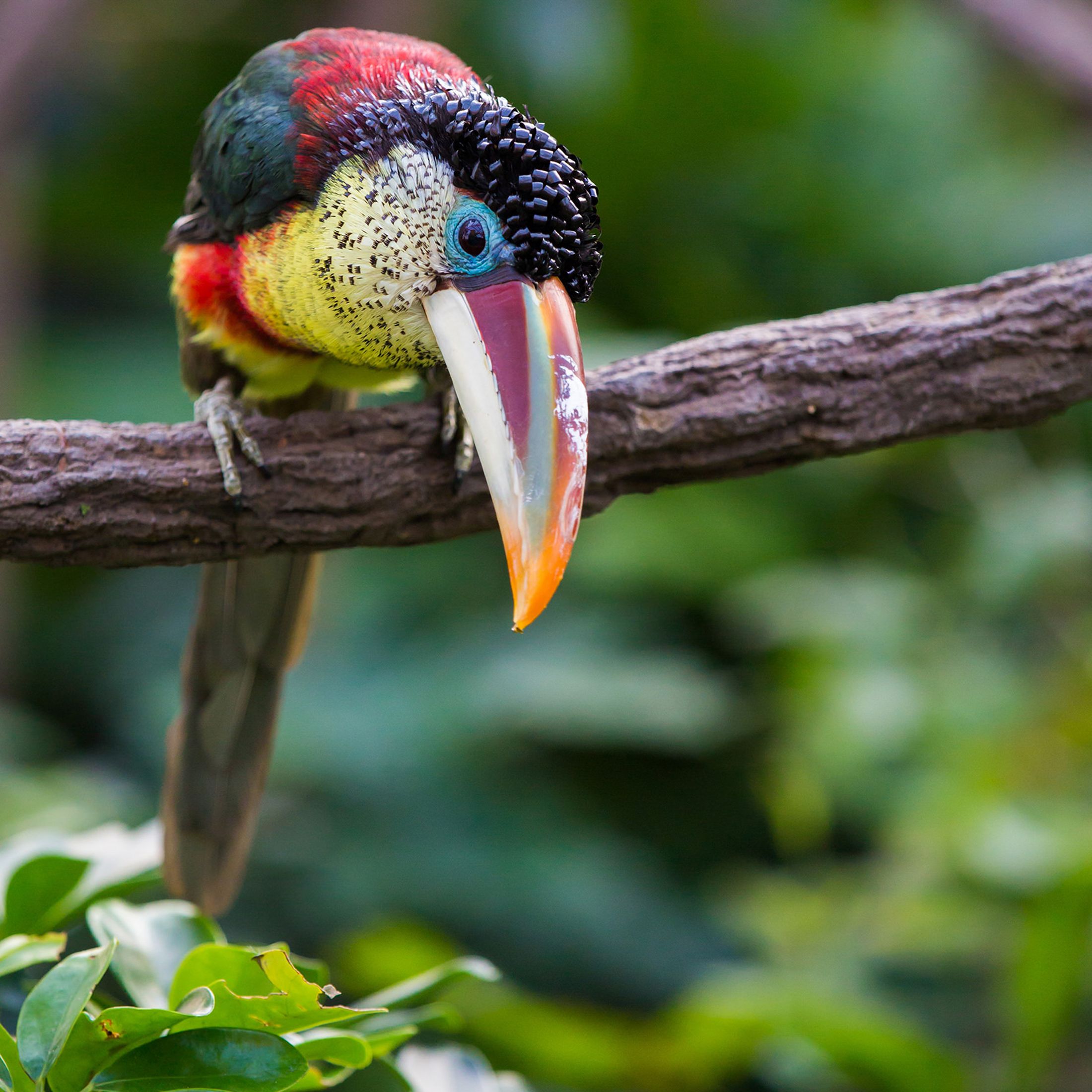 an aracari, a colorful bird resembling a toucan, sits on a branch looking down, surrounded by bright green foliage