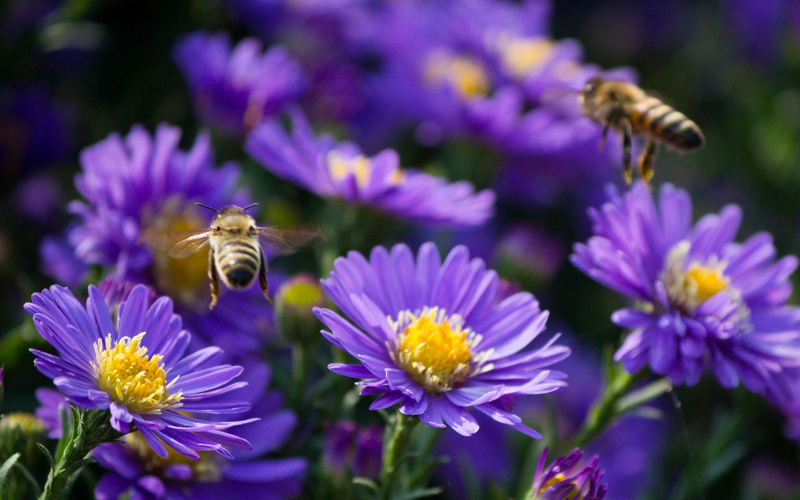 two bees flying above purple and yellow flowers