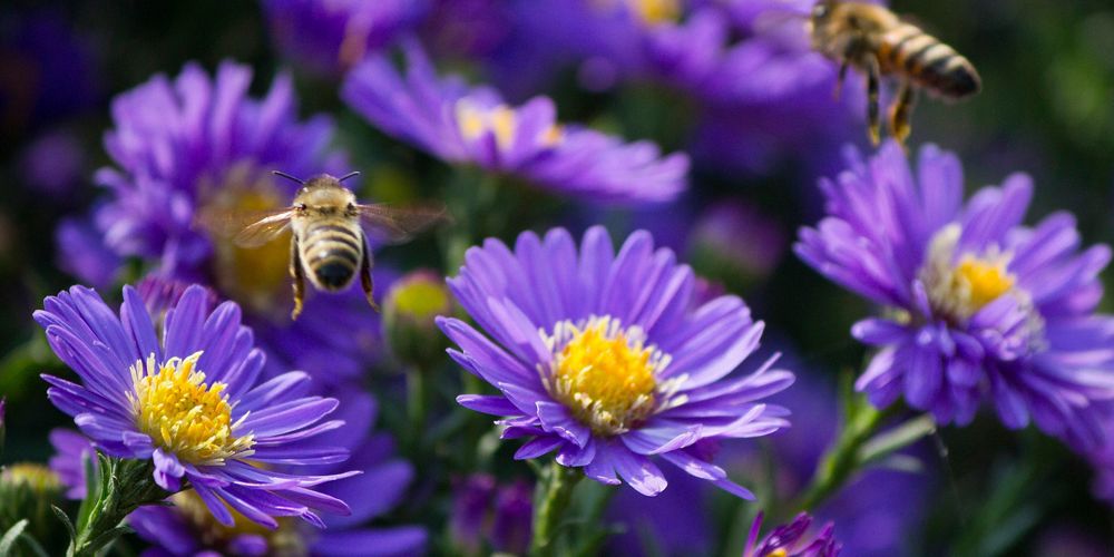 Closeup of a bee hovering near large purple flowers.
