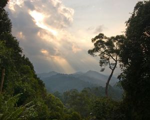 Sunlight streams through the clouds into a dense forest shrouded in mist, with mountains in the far distance.