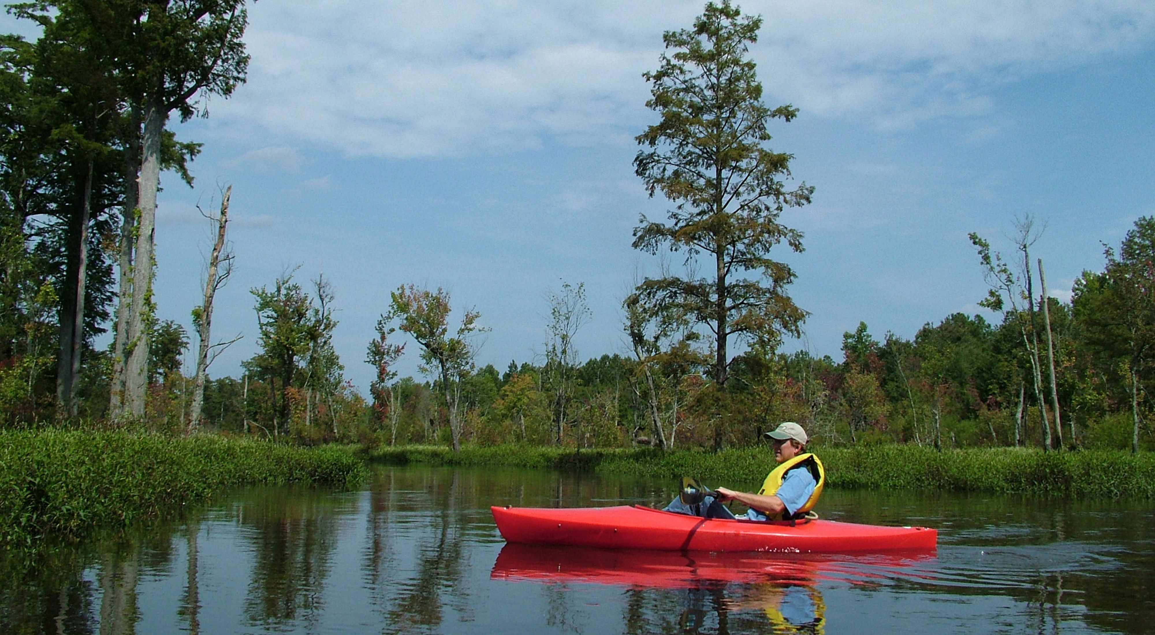 A man sitting in a red kayak wearing a yellow vest floats down a flat water stream. The wide channel is lined with tall cypress trees, some leafed out, some dead snags.