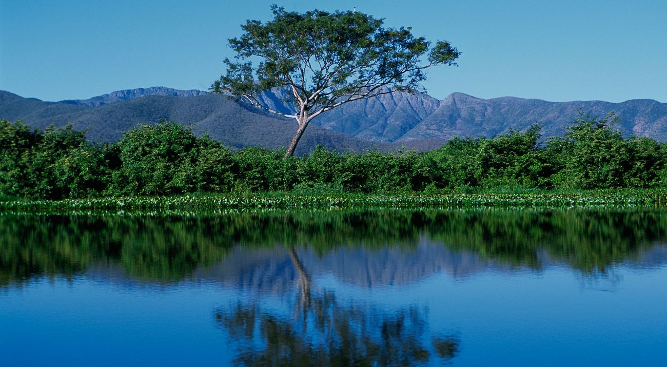 A tree reflected in blue water of the most flooded are