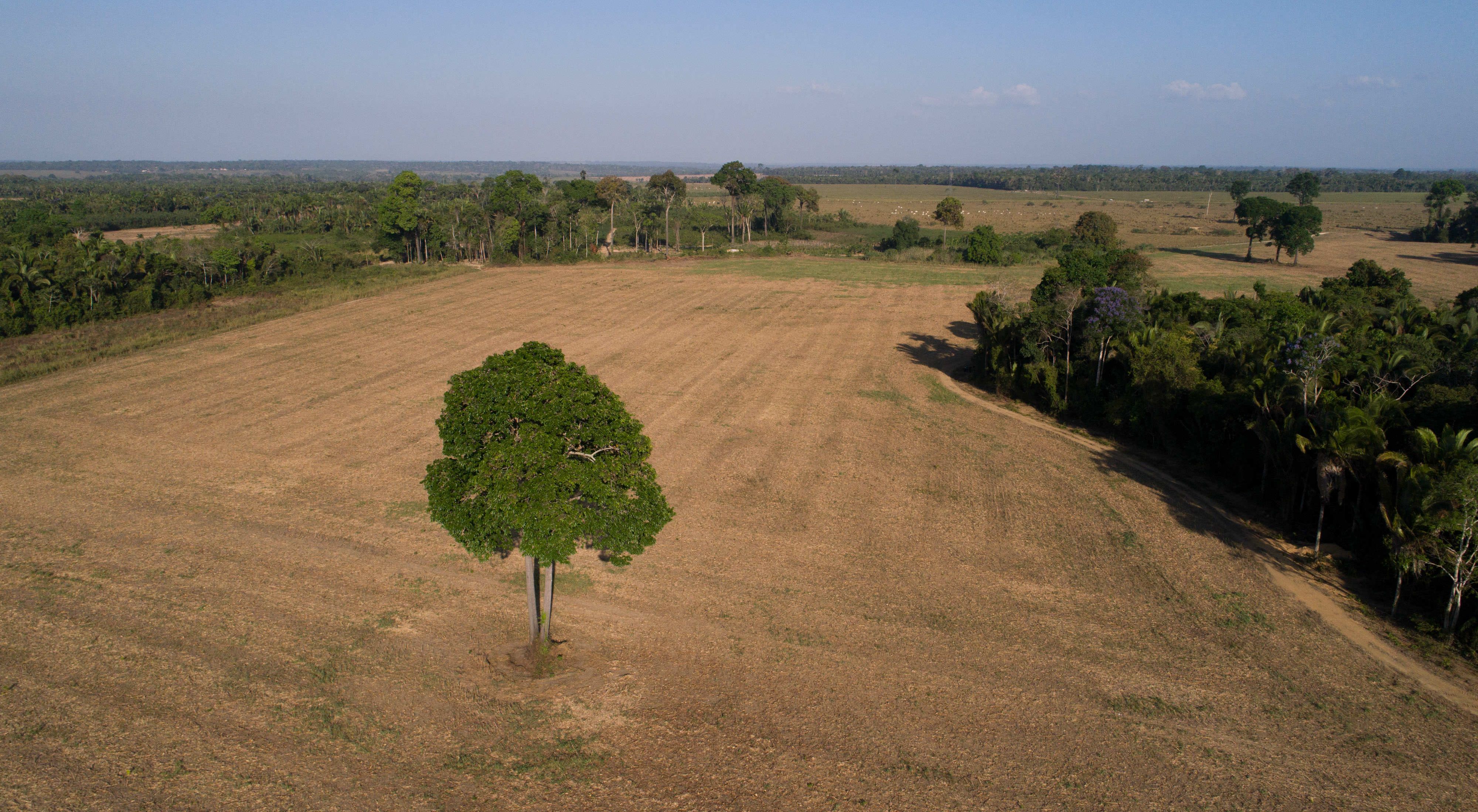 A lone tree stands in a field otherwise cleared of forest, surrounded by stands of trees.