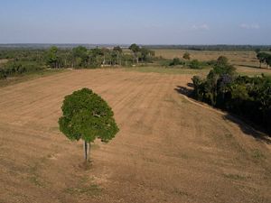 A lone tree on Mariana Menoli's soybean farm in the Santarem area of Brazil.     