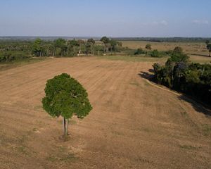 A lone tree stands in a field otherwise cleared of forest, surrounded by stands of trees.