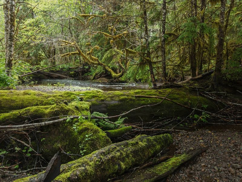 Moss-covered logs and branches lay on the forest floor of an old growth forest in the pacific northwest.