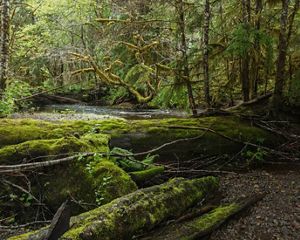 Moss covers logs in Tongass Rainforest in Emerald Edge