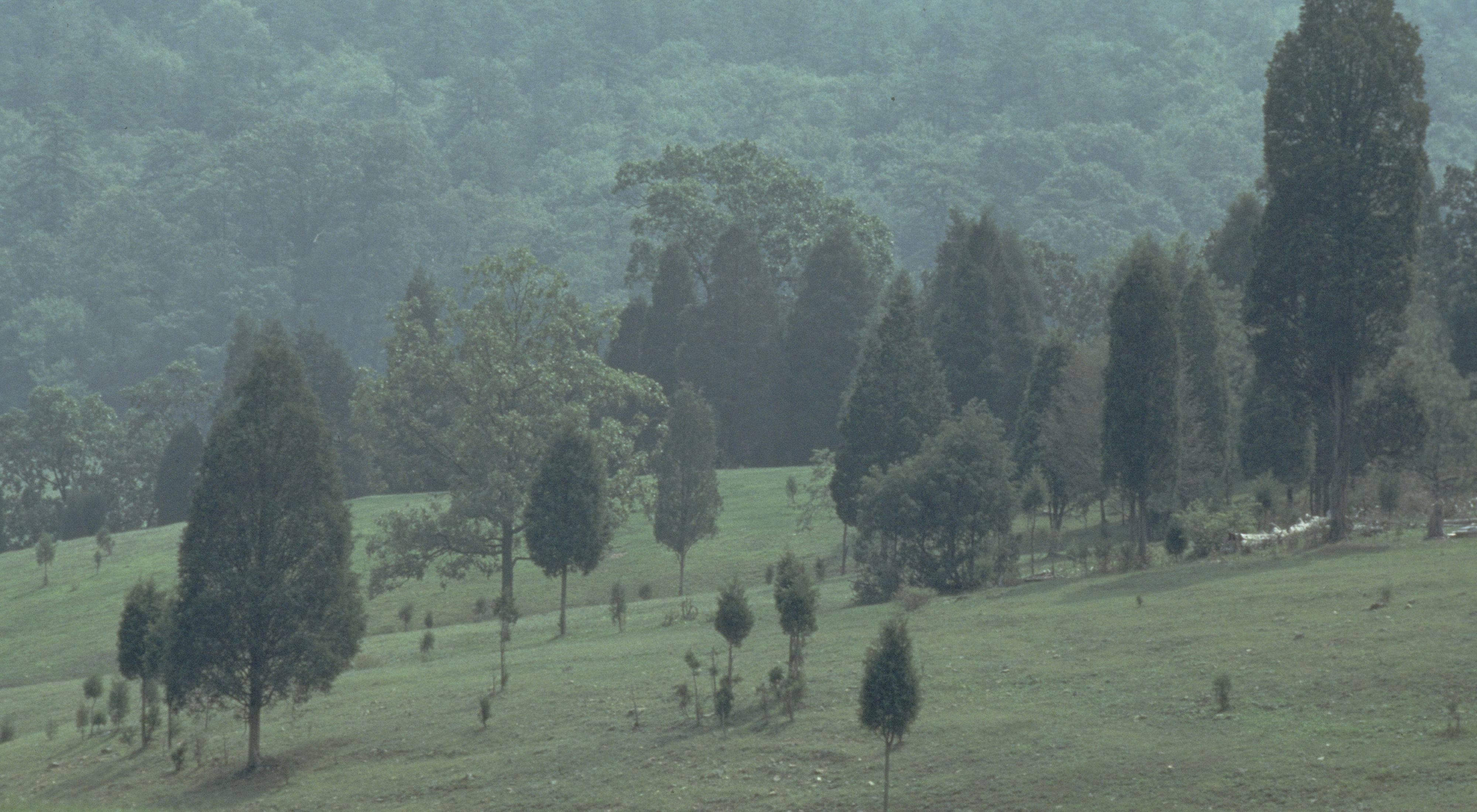 Misty view of an open field scattered with trees at varying stages of height and growth. A tree covered mountain rises in the distance.