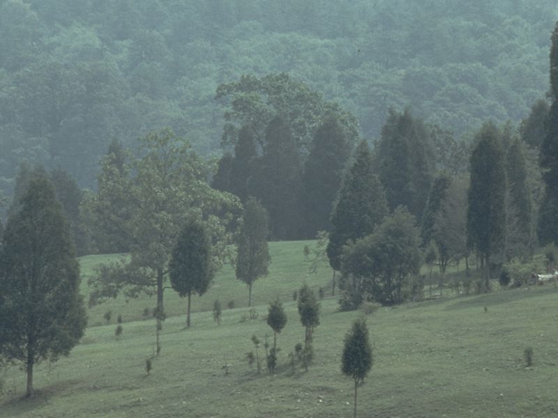 Misty view of an open field scattered with trees at varying stages of height and growth. A tree covered mountain rises in the distance.