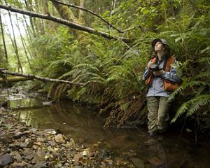 A forester views the forest and enters observations into an electronic data recorder from a stream near Willapa Bay in Washington.