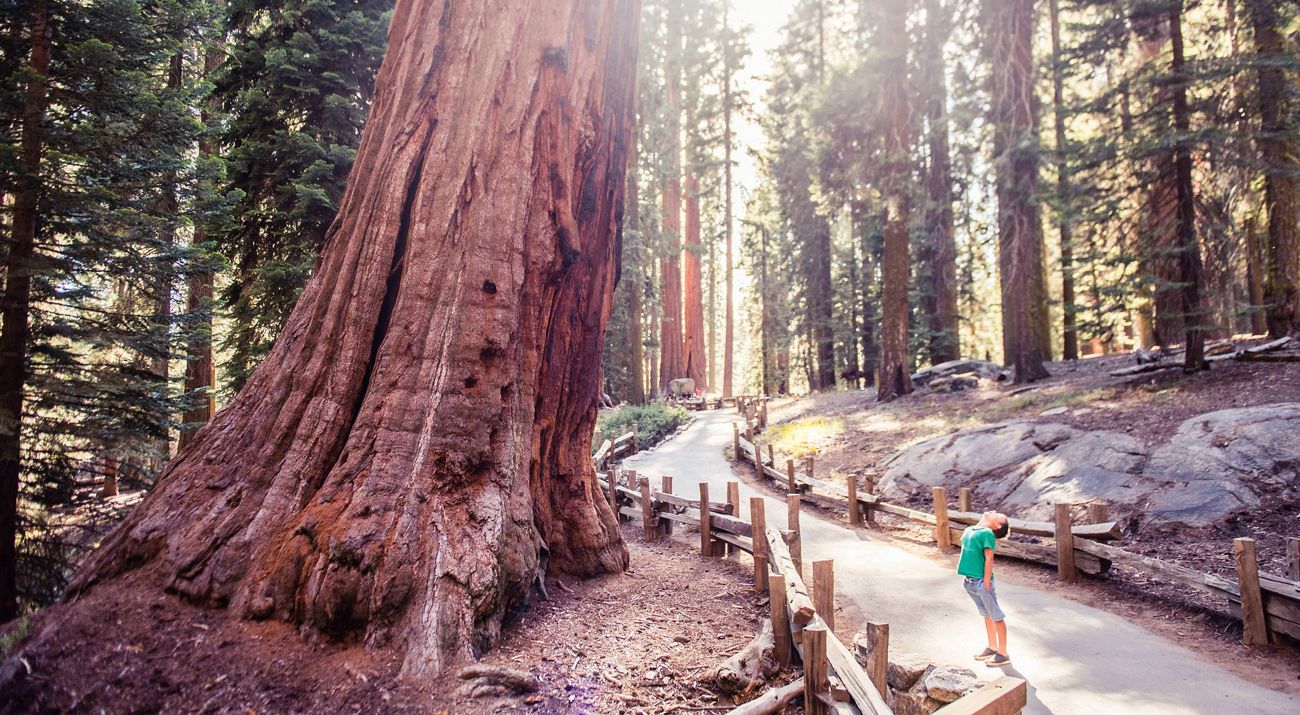 A little boy bends backwards to try to see the top of a sequoia.