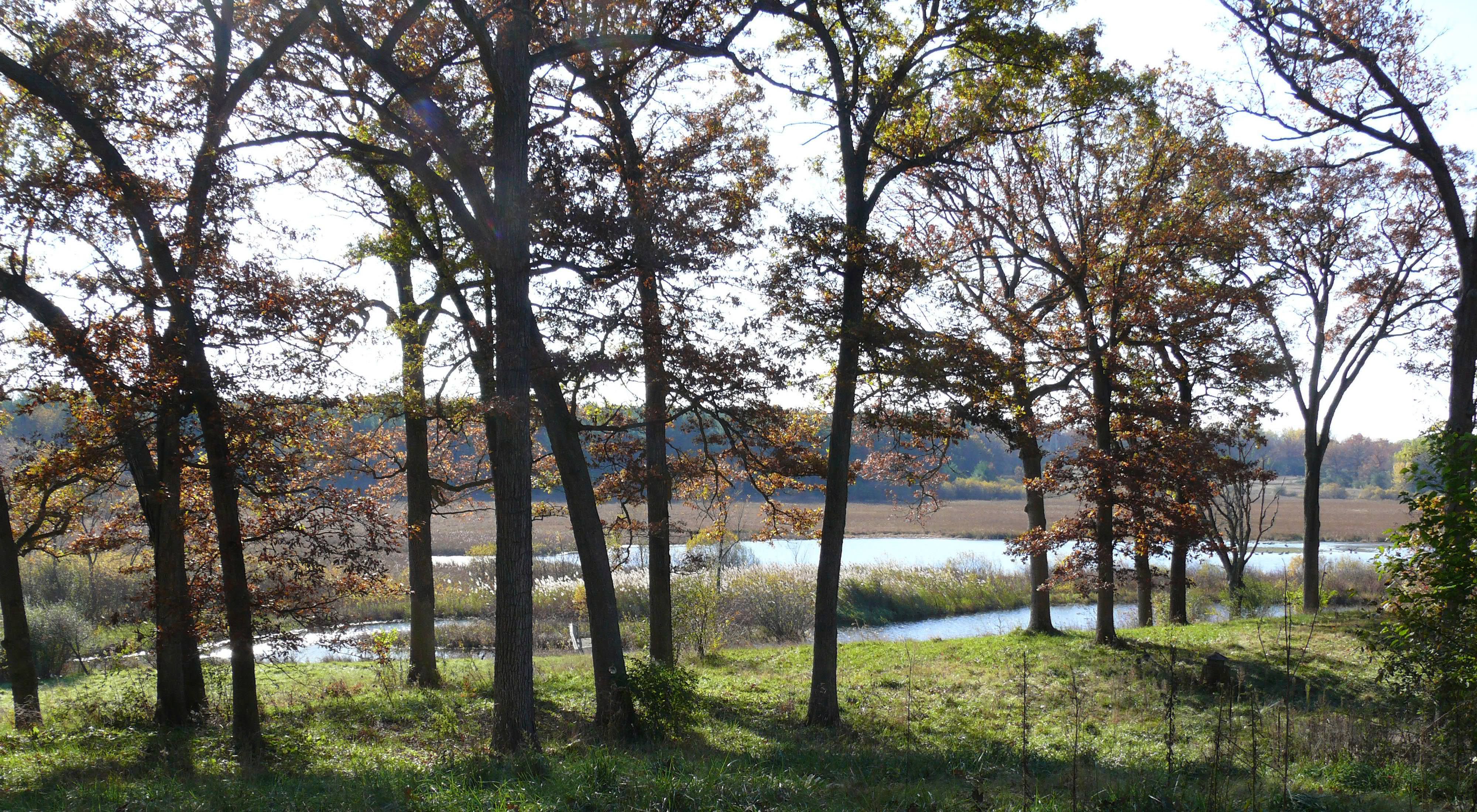 Oak trees near wetland area.
