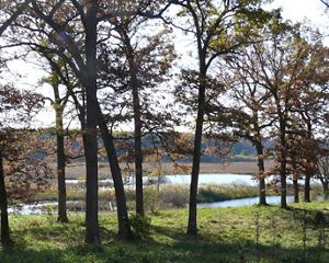 View through tall, thin trees of a body of water snaking through a landscape.