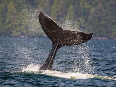 A whale tail breaches the water off the coast of British Columbia.