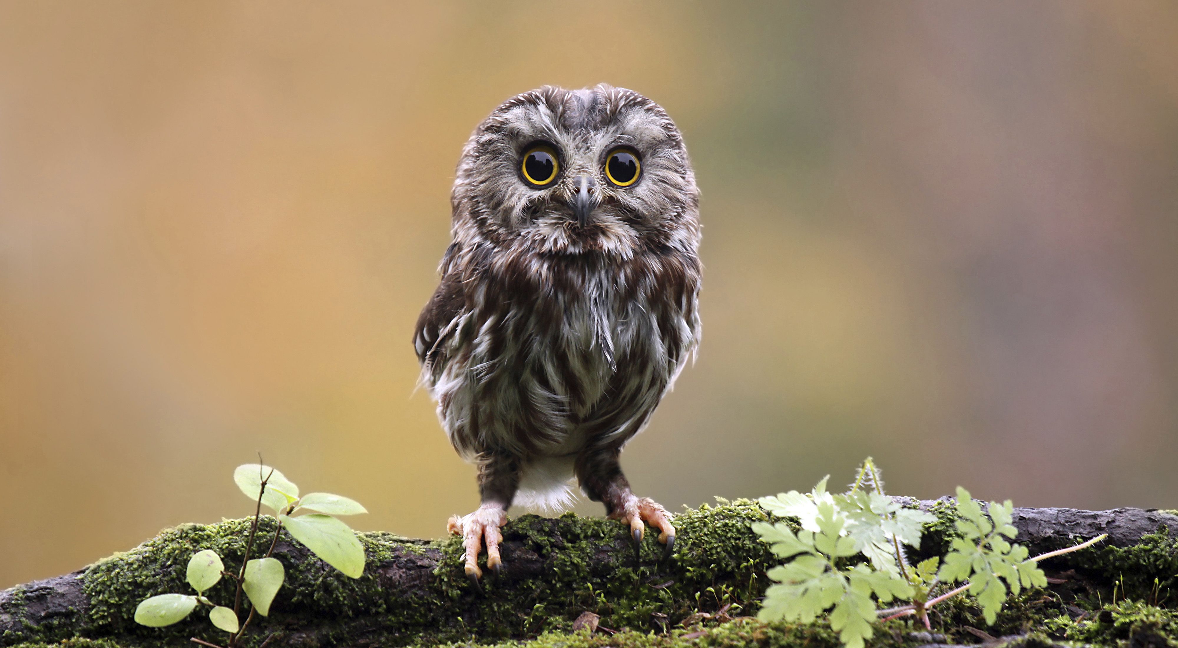 small owl with big eyes on a branch