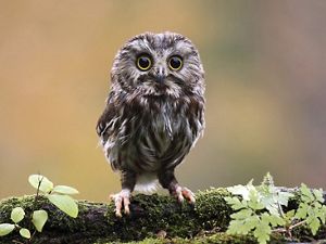 A northern saw-whet owl stands on a tree branch and looks at the camera.