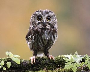 A northern saw-whet owl stands on a tree branch and looks at the camera.