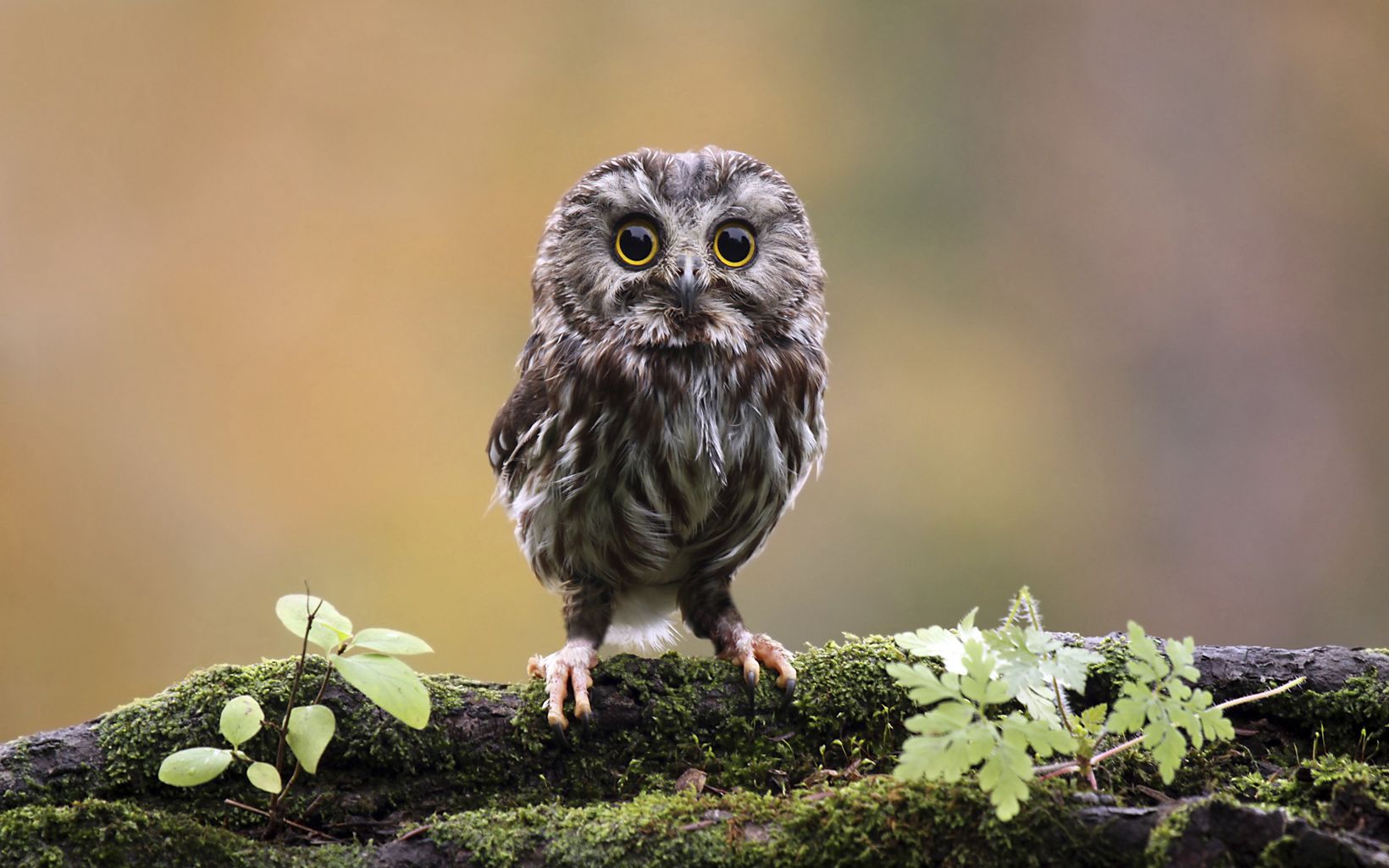 a small brown and white owl standing on a mossy tree branch and looking directly at the camera