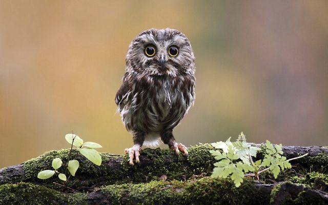 A small owl with brown and white mottled feathers stands on a branch staring at the camera.