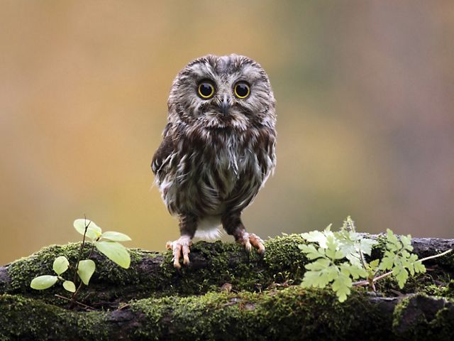A small owl with brown and white mottled feathers stands on a branch staring at the camera.