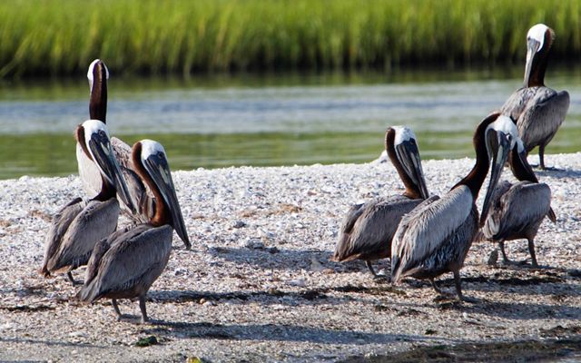 Seven brown pelicans sit on a beach made of crushed shells.