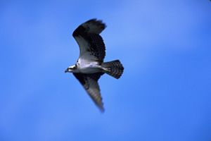 Osprey in flight
