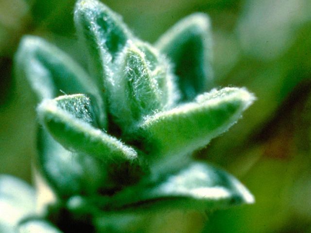 Close up view of a green fuzzy plant with small spoon shaped leaves that reach out to the sun.