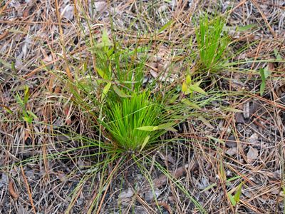 New longleaf pine growth on fire-treated land.